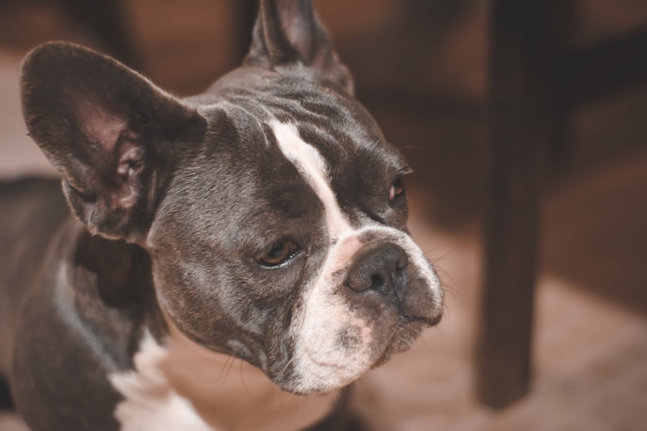 Adorable French Bulldog relaxing indoors with focus on its gentle expression.